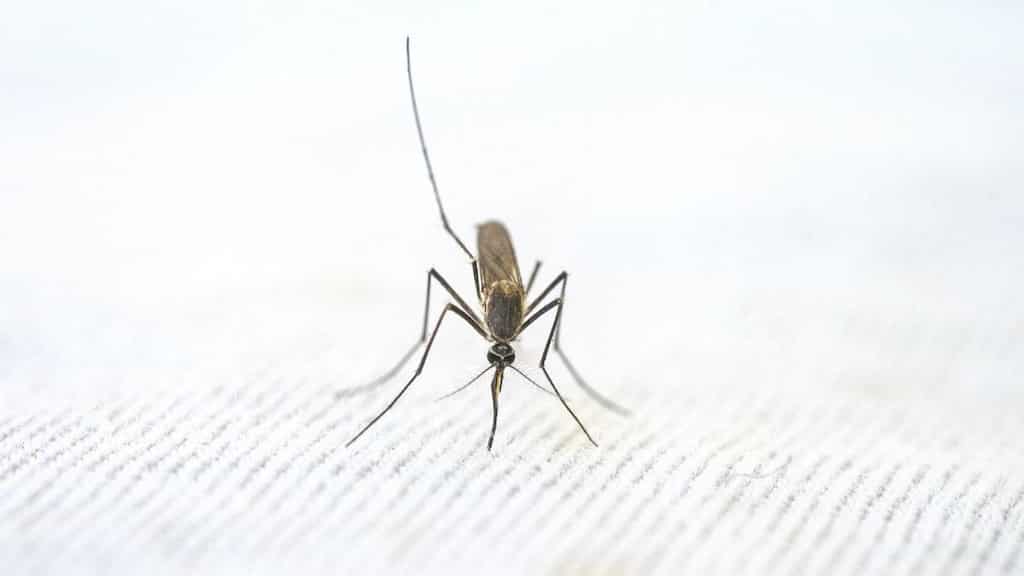 Cape Verde becomes third African nation to be declared malaria-free