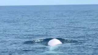 WATCH | Rare albino whale spotted for the first time in Thailand