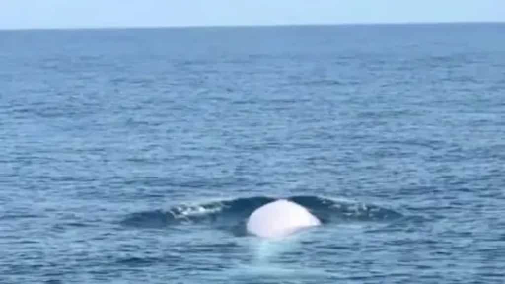 WATCH | Rare albino whale spotted for the first time in Thailand