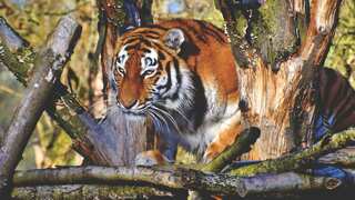 India’s oldest tigress, Rajmata, credited with reviving Sariska reserve, passes away at 19