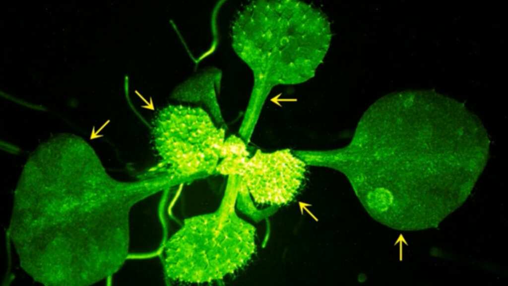 Watch: Plant caught on cam ‘talking’ to neighbouring plant in groundbreaking study