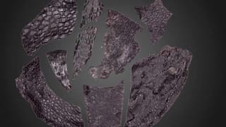 Rare fossilised skin from an unknown creature is a whopping 286-million-years old