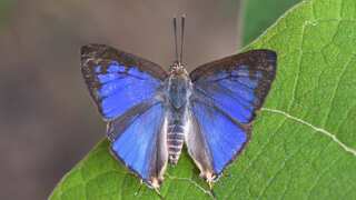 India: IAS officer shares image of new species of butterfly discovered in Western Ghats