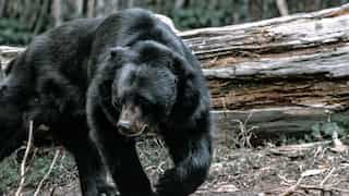US: Bear enters crawlspace in woman’s house; here’s what she did to get rid of it