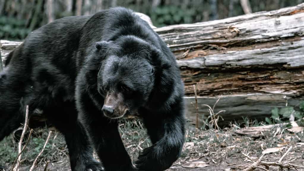 US: Bear enters crawlspace in woman’s house; here’s what she did to get rid of it