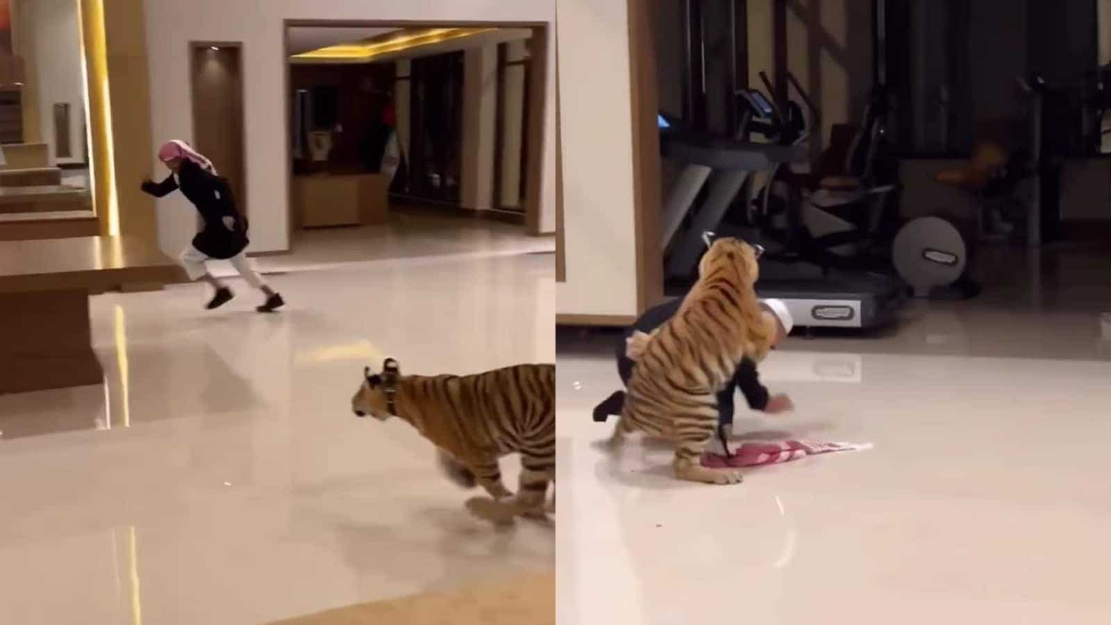 Watch Terrified UAE man runs for his life as tiger chases him in