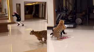 Watch: Terrified UAE man runs for his life as tiger chases him in lavish home