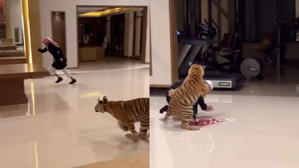 Watch: Terrified UAE man runs for his life as tiger chases him in lavish home