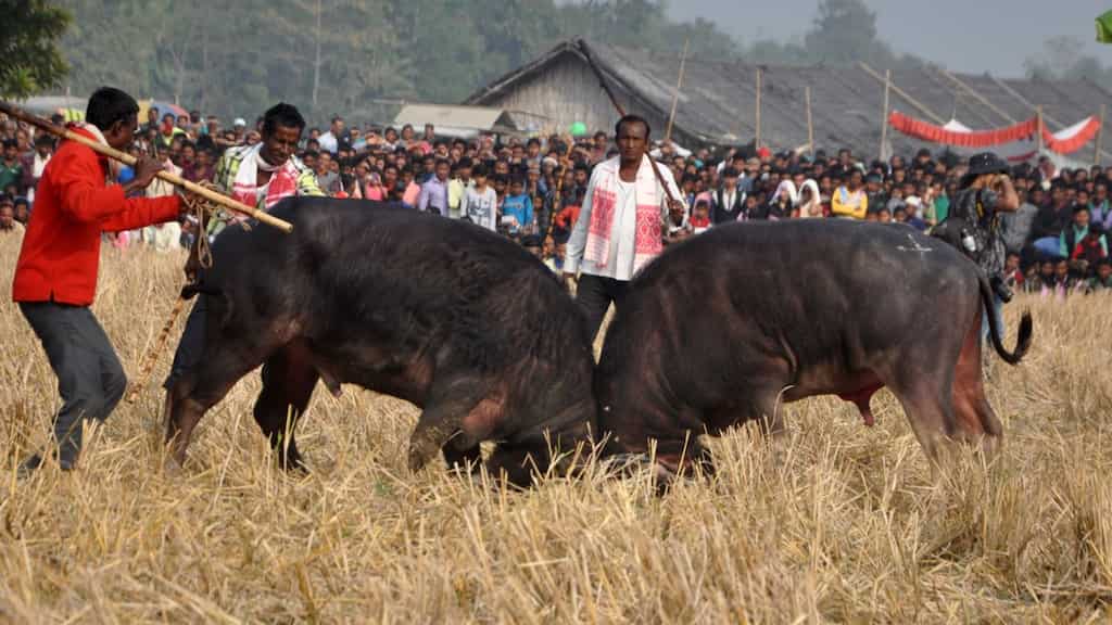 India: Assam brings back traditional bull fights nine years after ban