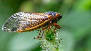 Big Bug Bang: Millions of insects to come out of Earth in rare 'double cicada explosion'
