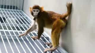 Rhesus monkey cloned using new technique different from what was used for Dolly the sheep