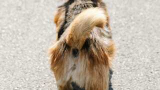 Dogs wag their tail to convey a lot more than just happiness, study finds