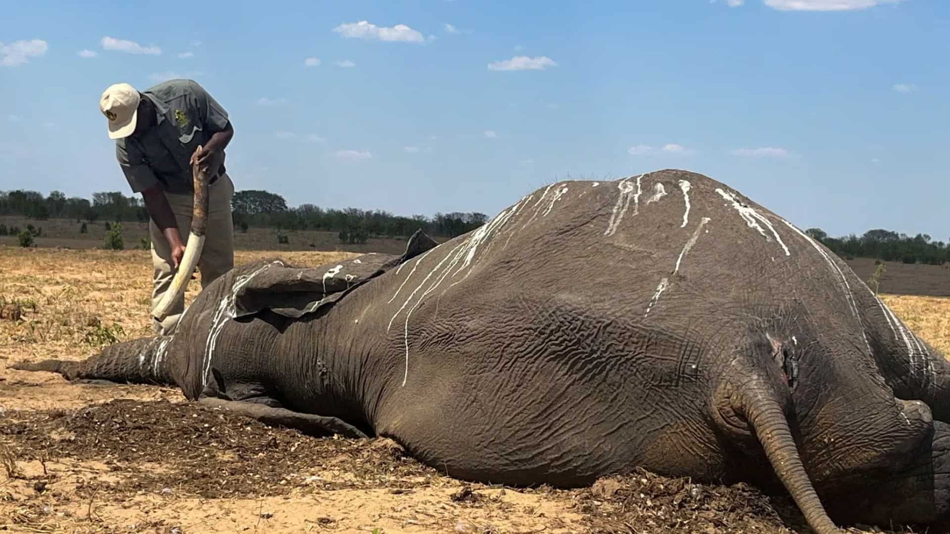Over 160 elephants die in Zimbabwe as climate change exacerbates threat