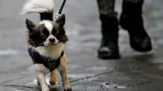 ‘Find and fine’: Italian province orders DNA tests for all dogs to trace owners not scooping the poop