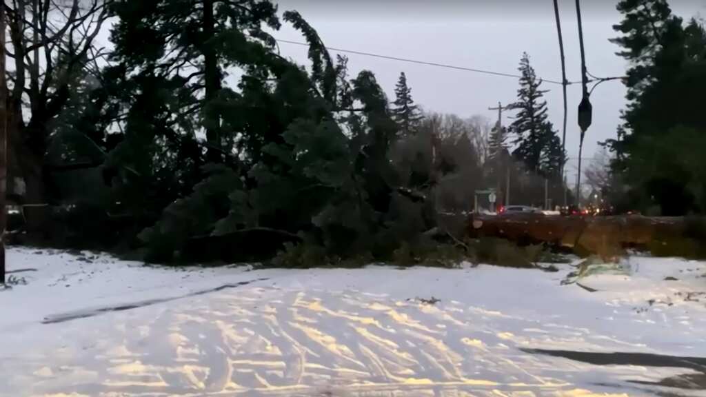 US: Three killed after power line falls on vehicle in Oregon, two-year-old saved
