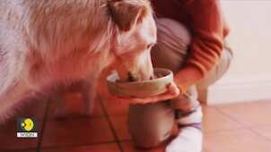 Gravitas: The 'Dogflation' crisis in the UK: Economic strain forces tough choices for pet owners