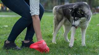 Italy’s poo crackdown: Here's why owners are rejecting mandate to register their dogs' DNA profile