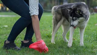 Italy’s poo crackdown: Here's why owners are rejecting mandate to register their dogs' DNA profile