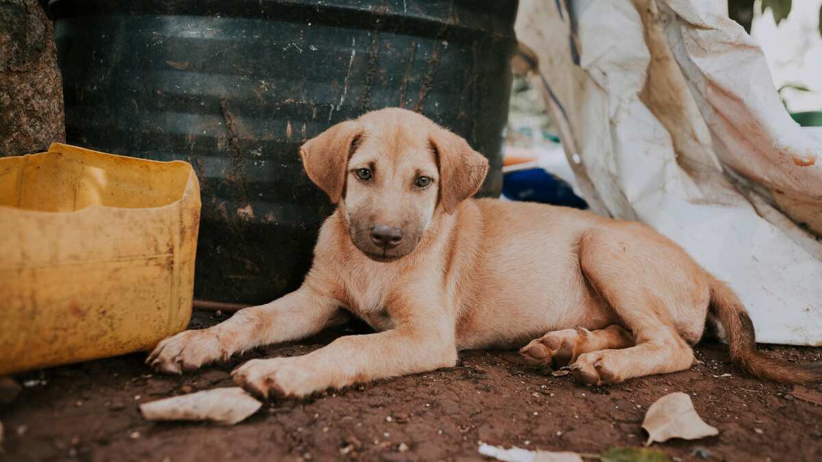 Britain's 'Dogflation' forces thousands of pet owners to abandon their dogs Britain's 'Dogflation' forces thousands of pet owners to abandon their dogs