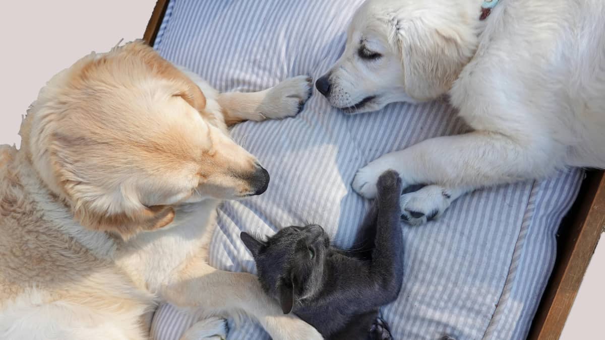 Beware! You might be making your pets sick unknowingly, new study suggests