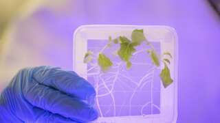 Space salads: Research shows why greens for astronauts get infected under microgravity