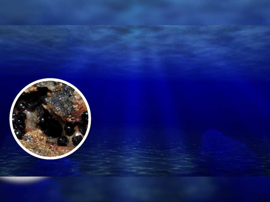 Mysterious jet-black eggs found in depths of Pacific Ocean; scientists perplexed