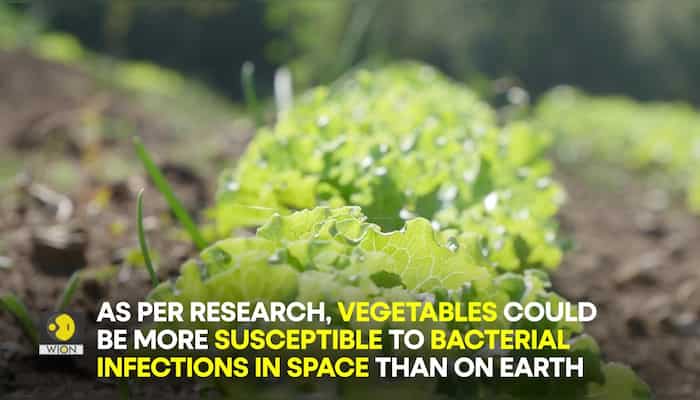 Why is eating salads in space a bad idea?