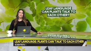 Gravitas | Leaf language: plants can 'talk' to each other