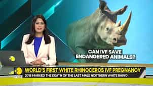 Gravitas: First successful embryo transfers in southern White Rhinos