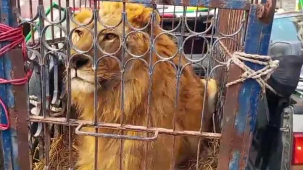 Pak: Nawaz Sharif supporters bring caged lion, tiger to rally. WATCH