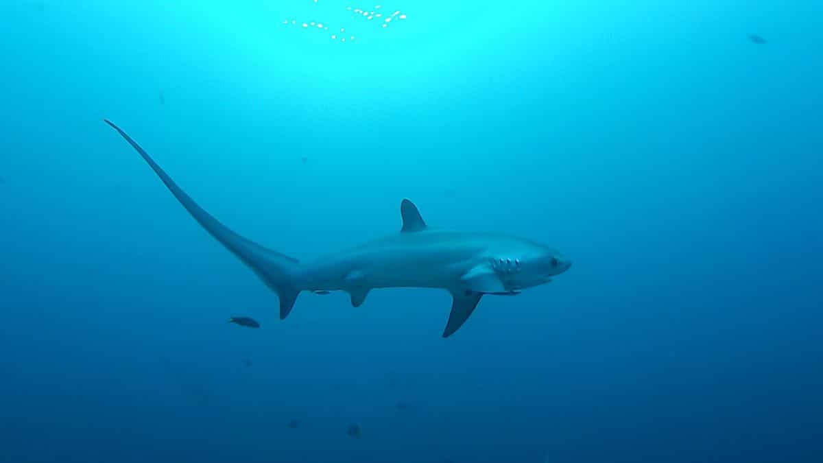 Do Thresher sharks perform 'extreme yoga'? Scientists unravel hunting