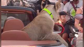 VIRAL VIDEO | Lion in Bentley: Thai woman arrested after her pet cub seen on Pattaya streets