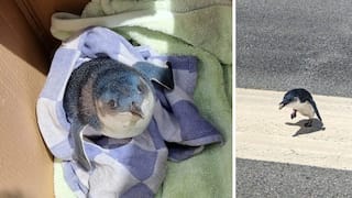 Adorable blue Penguin at New Zealand's Wellington airport runway causes flight delays