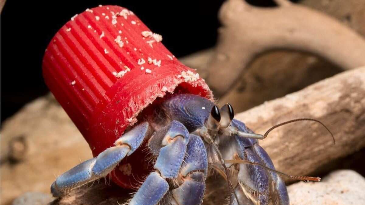 Hermit crabs found using discarded plastic waste as form of armour ...