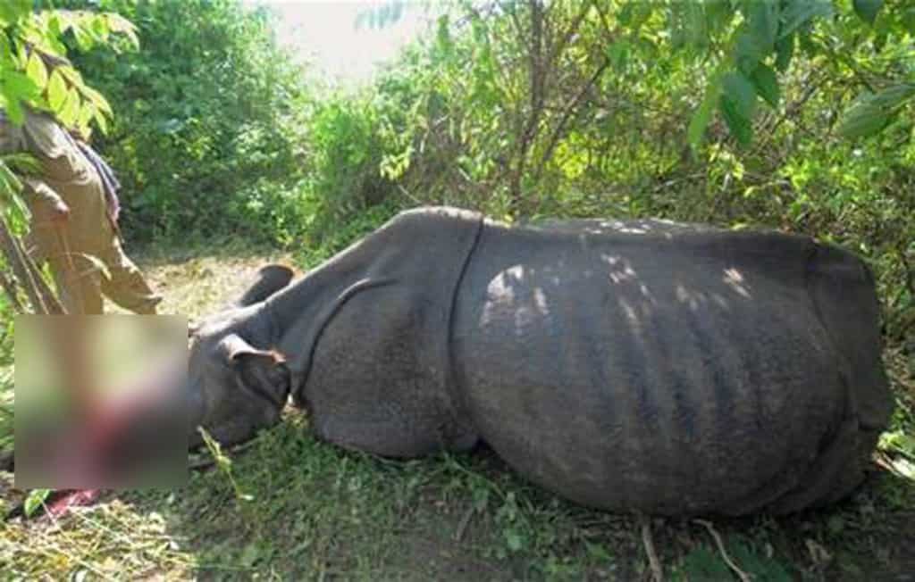 Conservation efforts fail as poachers kill 500 rhinos in South Africa, reveals 2023 data