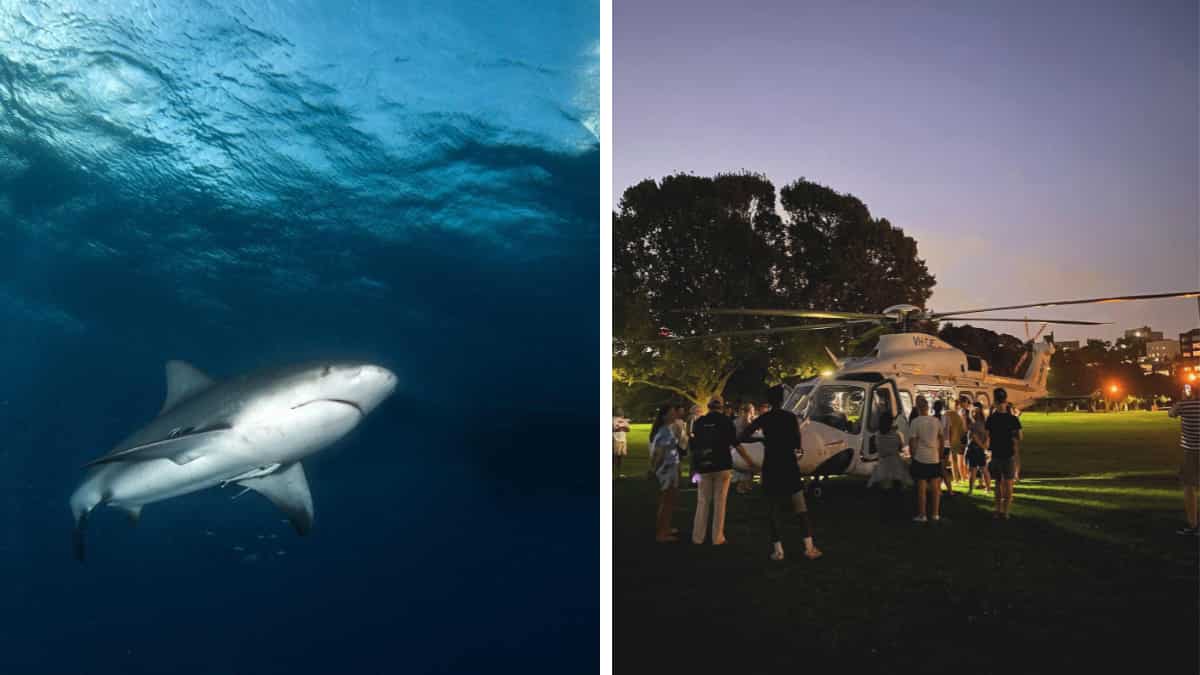 Australia: Woman in stable condition after rare shark attack in Sydney Harbour Australia: Woman in stable condition after rare shark attack in Sydney Harbour
