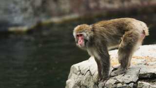 Thermal imaging drones deployed to hunt escaped monkey in Scottish Highlands