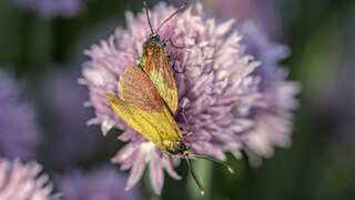 Mystery solved? Study reveals reason behind insects' attraction to artificial light
