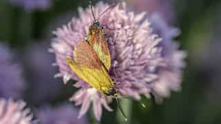 Mystery solved? Study reveals reason behind insects' attraction to artificial light