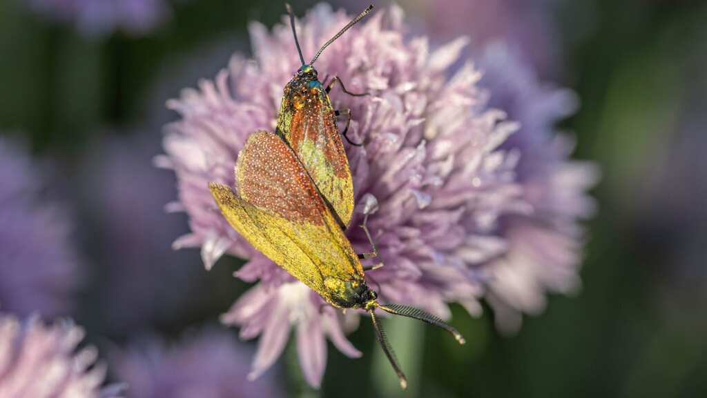 Mystery solved? Study reveals reason behind insects' attraction to artificial light