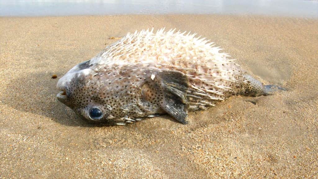 Brazilian man dies after eating poisonous pufferfish he got as a gift