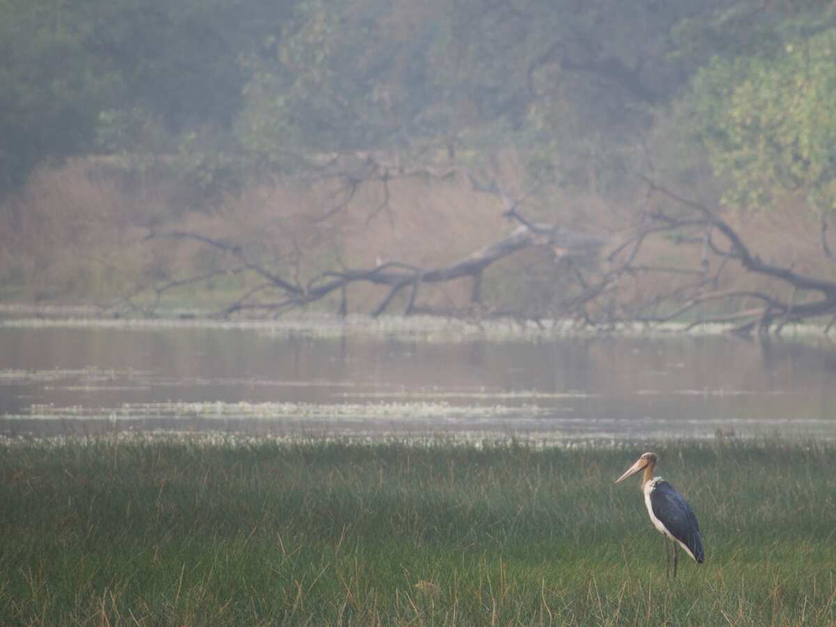 World Wetlands Day 2024: What are wetlands? History, theme, significance and all you need to know World Wetlands Day 2024: What are wetlands? History, theme, significance and all you need to know