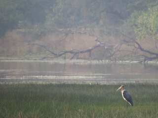 World Wetlands Day 2024: What are wetlands? History, theme, significance and all you need to know
