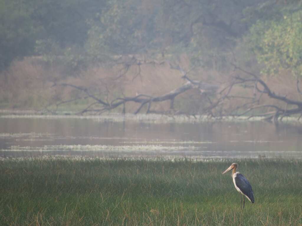 World Wetlands Day 2024: What are wetlands? History, theme, significance and all you need to know