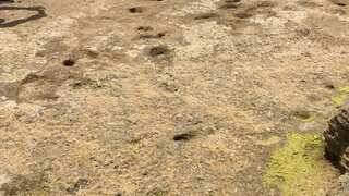 Scientists stumble upon 90,000-year-old human footprints on Moroccan beach. Here's what it indicates