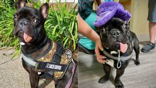 Little puppy makes miraculous recovery, beats cancer and spontaneously regrows jaw