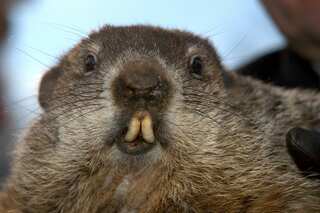 Groundhog Day 2024: Ontario's Wiarton Willie predicts early spring; know more about tradition