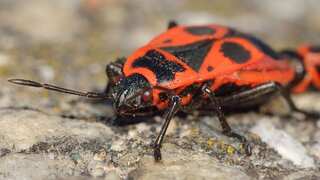 Archaeological team's 'rare' discovery blames Romans for bedbugs in UK