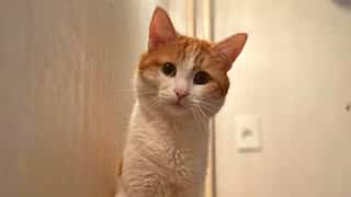 Twix the cat's passing unites Russians in a rare moment of national grief
