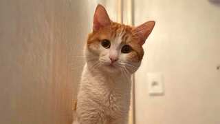 Twix the cat's passing unites Russians in a rare moment of national grief